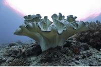 Corals 0043